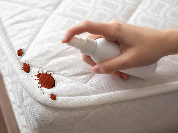 Best Mosquito Control Services  in Granite Hills, CA